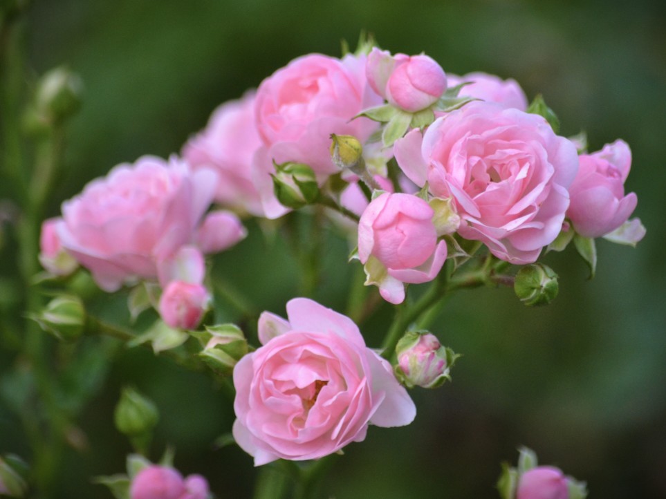 How to Create a Beautiful Rose Flower Garden