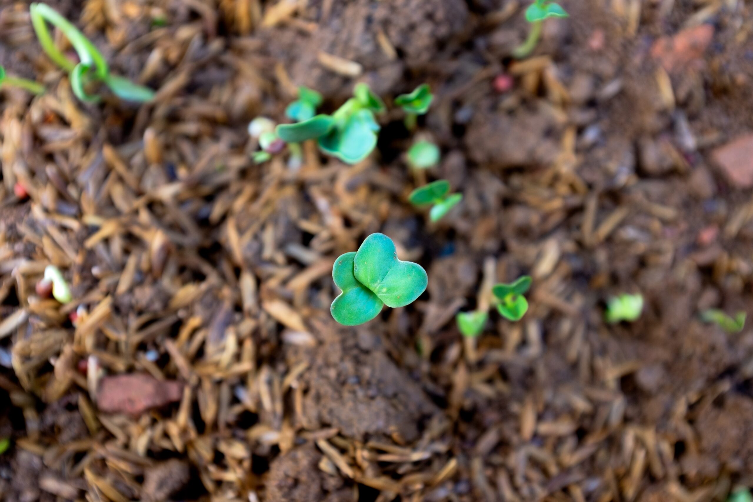 10 Easy Steps to Start Composting at Home