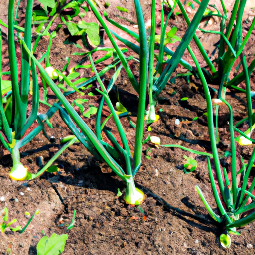 Beginning A Vegetable Garden