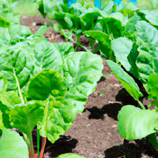 Can I Grow A Vegetable Garden Without Chemicals