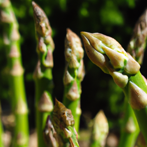 How To Grow Asparagus