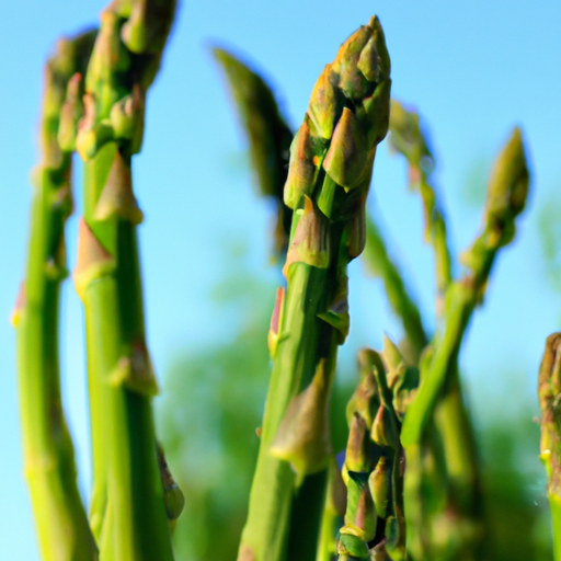 How To Grow Asparagus