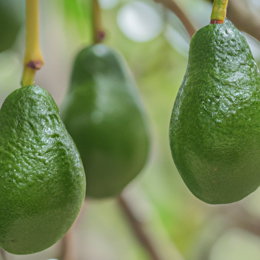 How To Grow Avocado