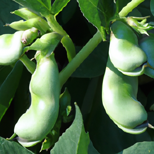 How To Grow Broad Beans