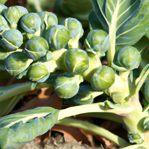 How To Grow Brussel Sprouts