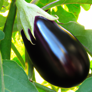 How To Grow Eggplant