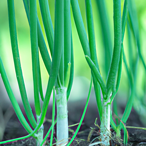 How To Grow Green Onions