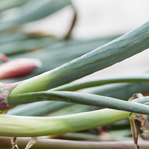 How To Grow Leeks