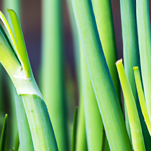 How To Grow Leeks