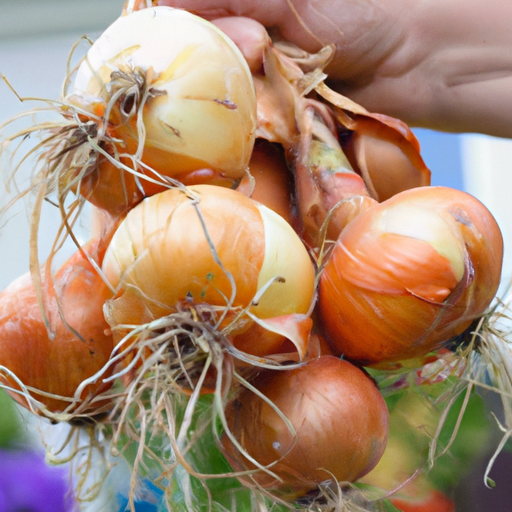 How To Grow Onions