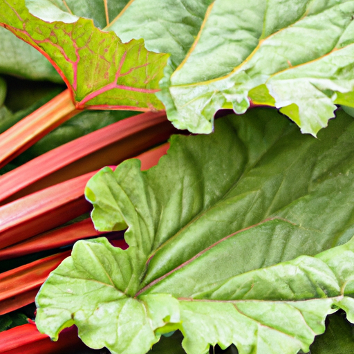 How To Grow Rhubarb