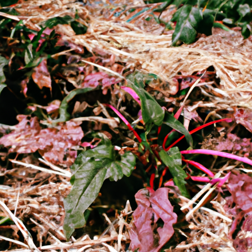 Weed Control Methods Vegetable Garden