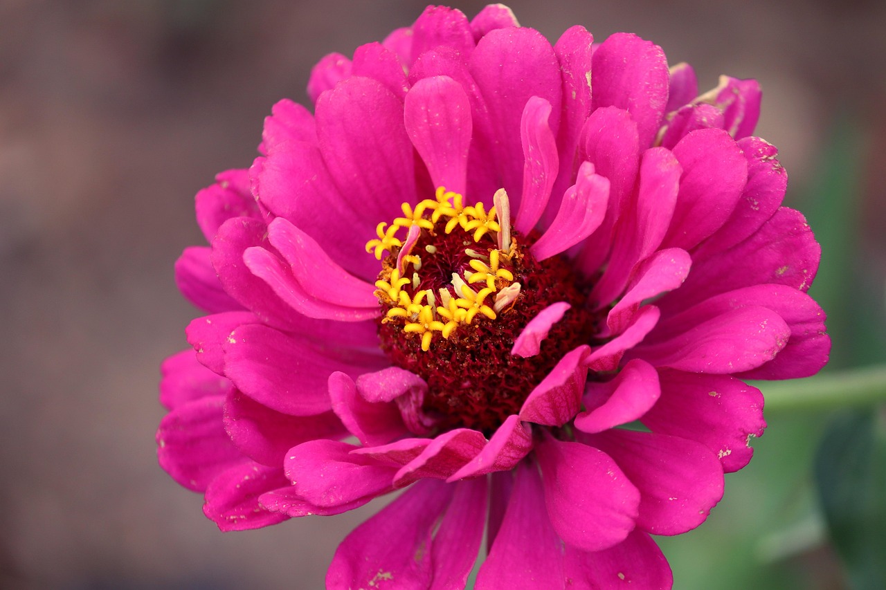 Zinnia